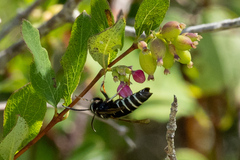 Vespula consobrina