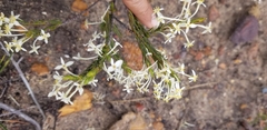 Struthiola ciliata