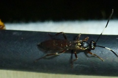 Cratichneumon