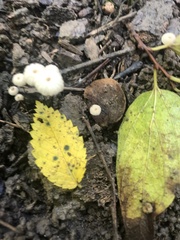 Marasmius capillaris