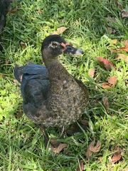 Cairina moschata domestica