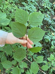 Philadelphus coronarius