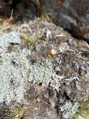 Antennaria parvifolia