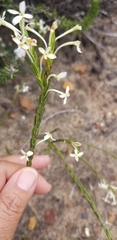 Struthiola ciliata