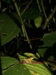 Dendropsophus parviceps