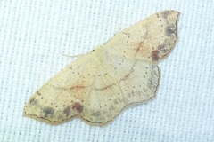 Cyclophora punctaria