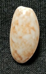 Bulla occidentalis