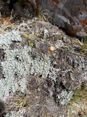 Antennaria parvifolia