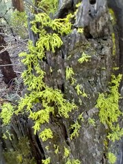 Letharia vulpina