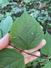Philadelphus coronarius