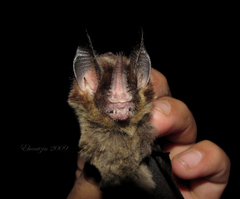 Gardnerycteris crenulatum