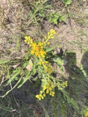 Solidago rigida