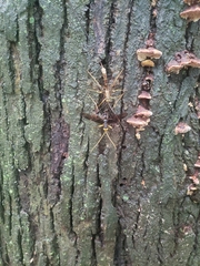 Megarhyssa atrata
