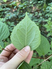 Philadelphus coronarius