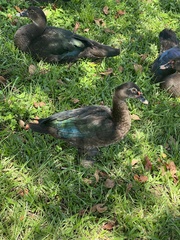 Cairina moschata domestica