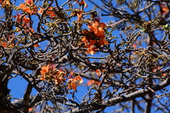 Erythrina velutina
