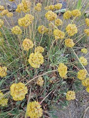 Eriogonum