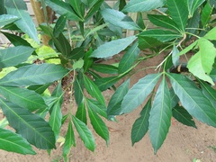 Allophylus natalensis