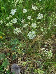 Perideridia gairdneri