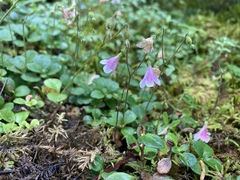 Linnaea borealis longiflora