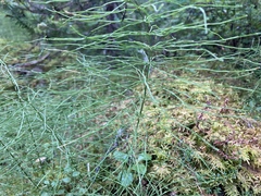 Equisetum pratense