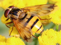 Volucella inanis