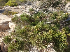 Juniperus phoenicea