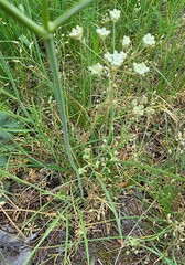 Perideridia gairdneri