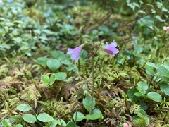 Linnaea borealis longiflora