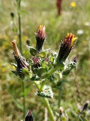 Helminthotheca echioides