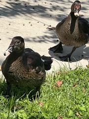 Cairina moschata domestica