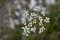 Pimpinella major