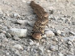 Pituophis catenifer catenifer