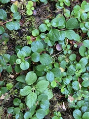 Linnaea borealis longiflora