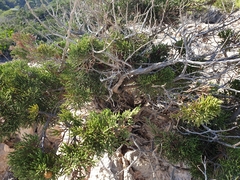 Juniperus phoenicea