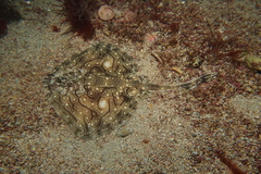 Raja undulata