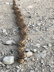 Pituophis catenifer catenifer