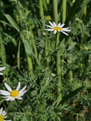 Anthemis arvensis