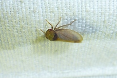 Iassus lanio