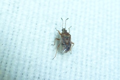 Kleidocerys resedae
