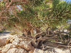 Juniperus phoenicea