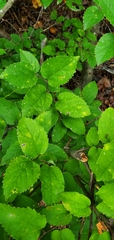 Celtis tenuifolia
