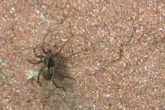 Pardosa