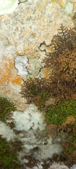 Frullania