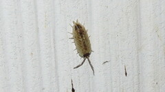 Porcellio spinicornis
