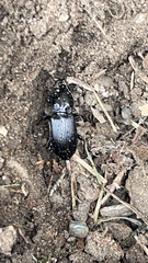 Pterostichus melanarius