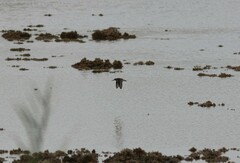 Calidris falcinellus