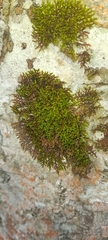 Frullania