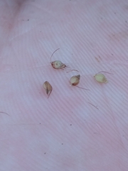 Rhynchospora recognita