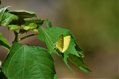 Eurema brigitta
